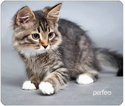  Perfeo Коврик для компьютерной мыши &quot;Cat&quot;, Рис.20 (240*200*2 мм), ткань+резиновое основание