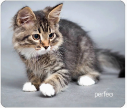 Perfeo Коврик для компьютерной мыши "Cat", Рис.20 (240*200*2 мм), ткань+резиновое основание