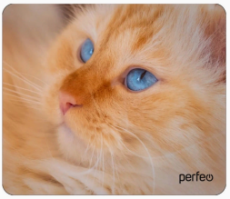 Perfeo Коврик для компьютерной мыши "Cat", Рис.23 (180*220*2 мм), ткань+резиновое основание