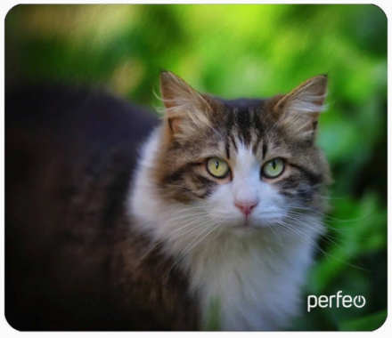  Perfeo Коврик для компьютерной мыши &quot;Cat&quot;, Рис.24 (180*220*2 мм), ткань+резиновое основание
