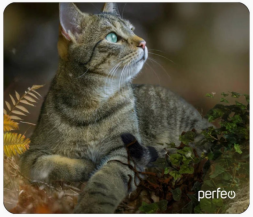 Perfeo Коврик для компьютерной мыши &quot;Cat&quot;, Рис.27 (180*220*2 мм), ткань+резиновое основание