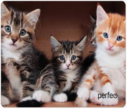  Perfeo Коврик для компьютерной мыши &quot;Cat&quot;, Рис.6 (350*250*4 мм), ткань+резиновое основание