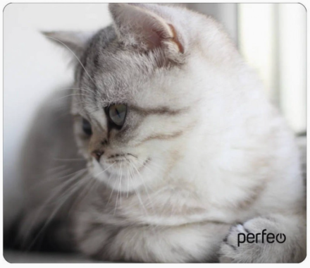  Perfeo Коврик для компьютерной мыши "Cat", Рис.9 (340*280*4 мм), ткань+резиновое основание