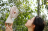  Вентилятор портативный Xiaomi Sothing Bridal Bouquet Fan DSHJ-S-2113 розовый
