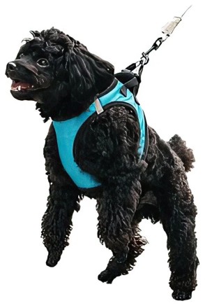  Шлея для собак Jordan &amp; Judy