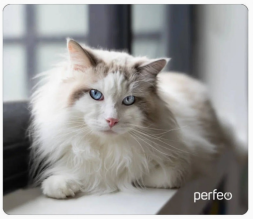 Perfeo Коврик для компьютерной мыши &quot;Cat&quot;, Рис.1 (350*300*3 мм), ткань+резиновое основание