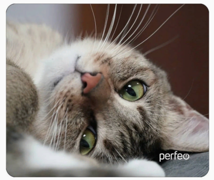  Perfeo Коврик для компьютерной мыши &quot;Cat&quot;, Рис.19 (240*200*2 мм), ткань+резиновое основание